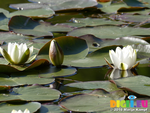 FZ029360 White water-lilies (Nymphaea alba) at Bosherston lily ponds